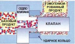homo1